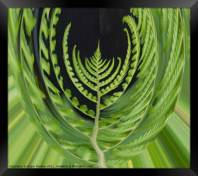 Plant leaves Fern Mouse Eye View Framed Print by Roger Foulkes