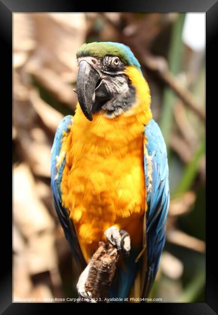 Blue Macaw  Framed Print by Amy-Rose Carpenter