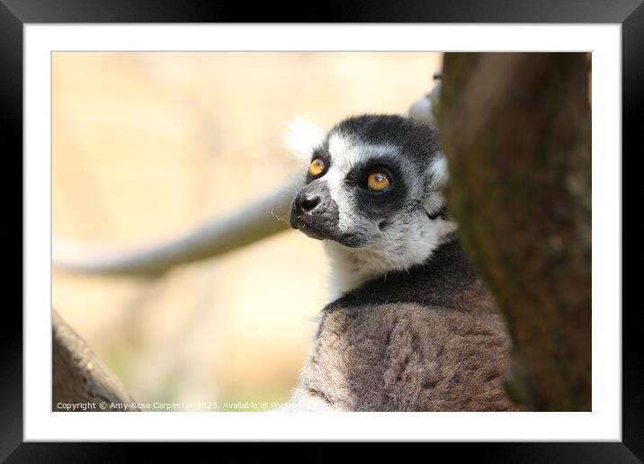 A close up of an animal Framed Mounted Print by Amy-Rose Carpenter