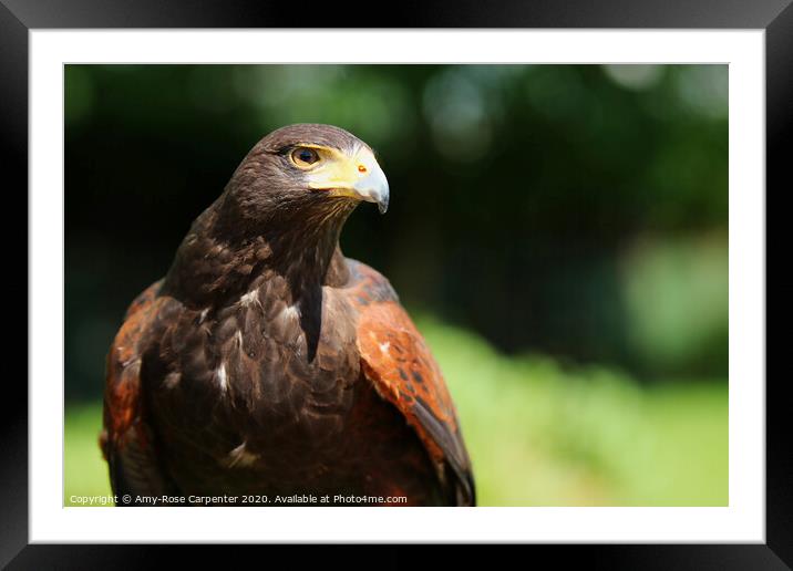 Harris hawk close up  Framed Mounted Print by Amy-Rose Carpenter