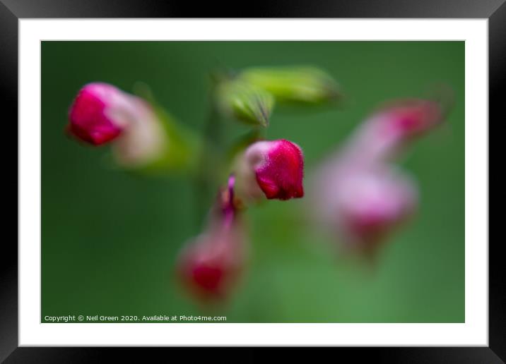 The Pink Posy Framed Mounted Print by Neil James