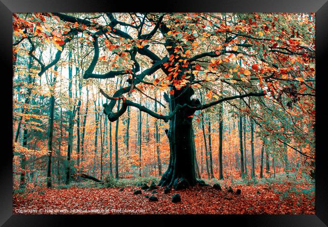 The Tree Line Framed Print by Neil James