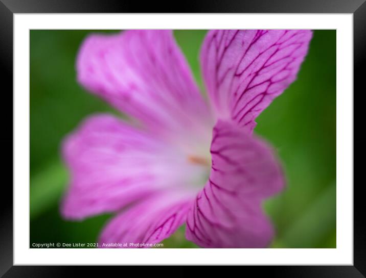 Pretty in pink flower Framed Mounted Print by Dee Lister