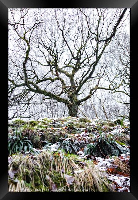 Reaching winter tree of West Pennine Moors Lancashire  Framed Print by Dee Lister