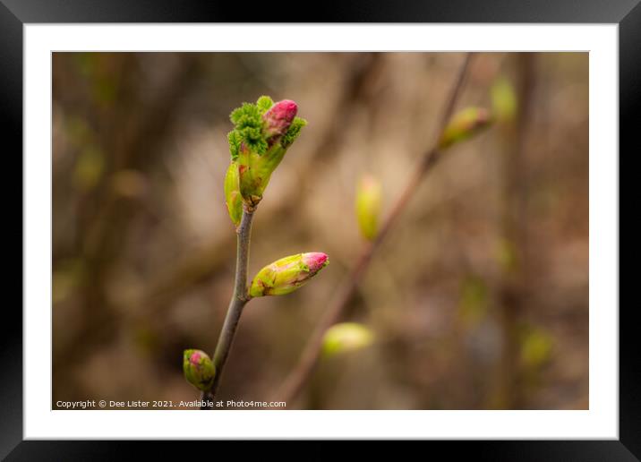 New life  Framed Mounted Print by Dee Lister