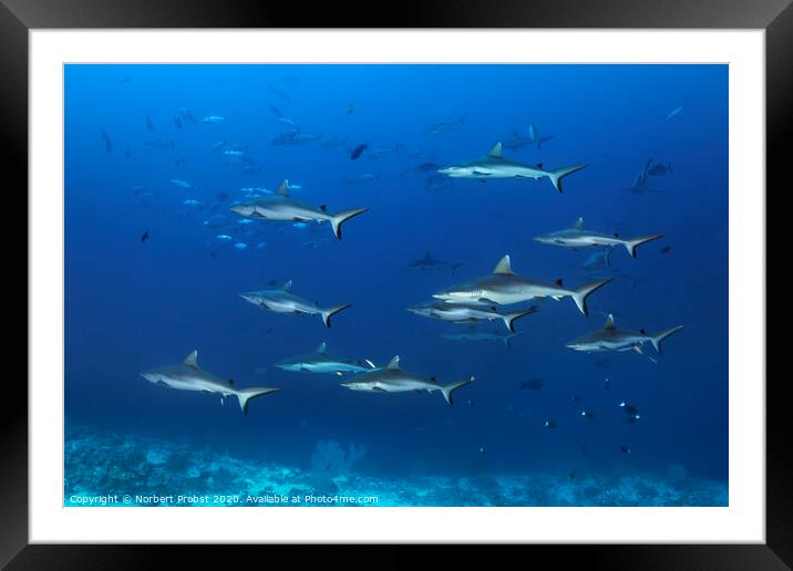 Grey reef sharks Framed Mounted Print by Norbert Probst