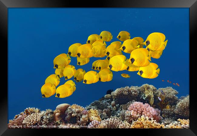 Reef Butterflies Framed Print by Norbert Probst