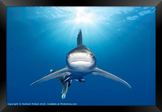 Oceanic Whitetip Shark Framed Print by Norbert Probst