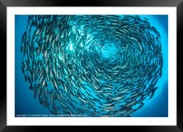 The living circle Framed Mounted Print by Norbert Probst