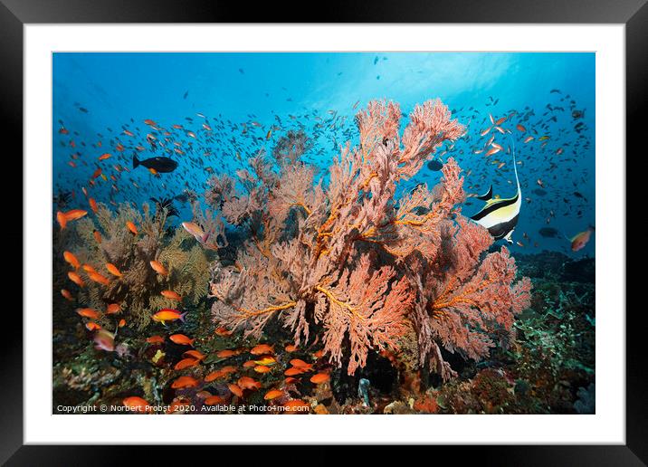 The living sea Framed Mounted Print by Norbert Probst