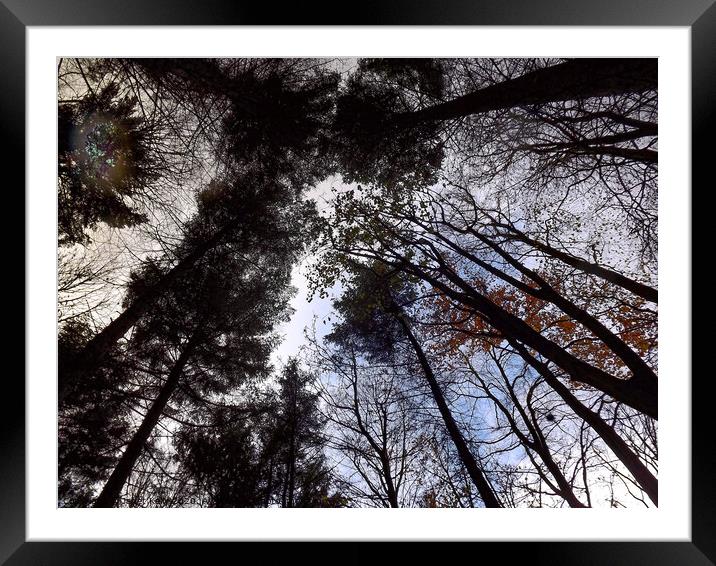 Looking up through trees in Hardwick Park  Framed Mounted Print by Janet Kelly