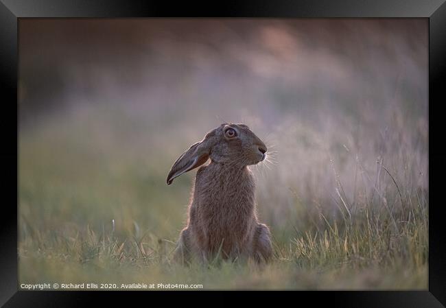 Summer evening Framed Print by Richard Ellis