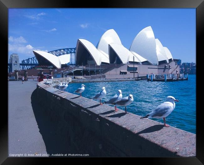 Seagulls & Sydney Opera House Framed Print by Ross Aird