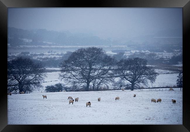 Sheep in The Snow Framed Print by Holly Crawshaw