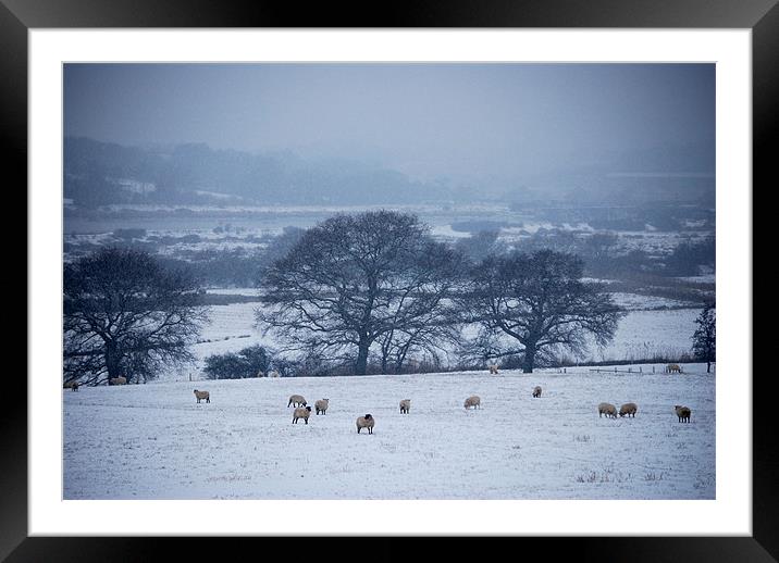 Sheep in The Snow Framed Mounted Print by Holly Crawshaw