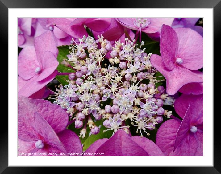 Lacecap Hydrangea Framed Mounted Print by Sheila Ramsey