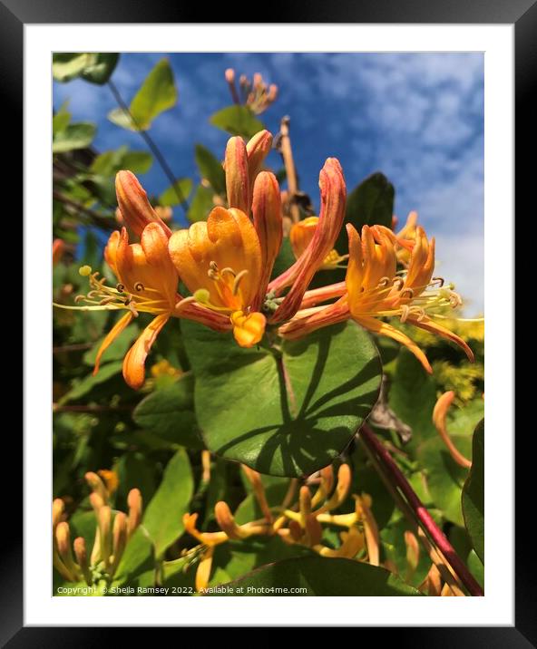 Honeysuckle Framed Mounted Print by Sheila Ramsey