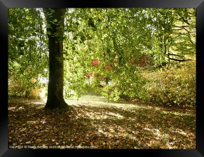 Woodland In Autumn Sunshine Framed Print by Sheila Ramsey