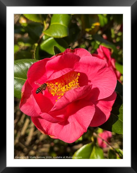 Camellia Framed Mounted Print by Sheila Ramsey