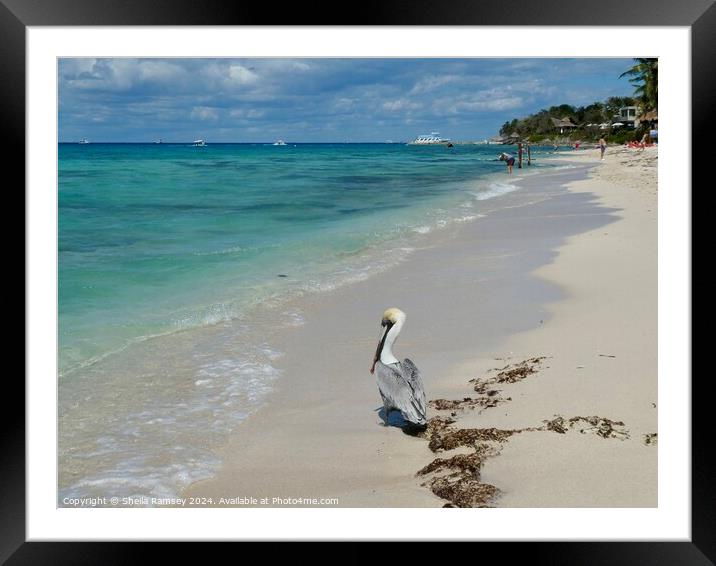 Pelican On The Beach Framed Mounted Print by Sheila Ramsey