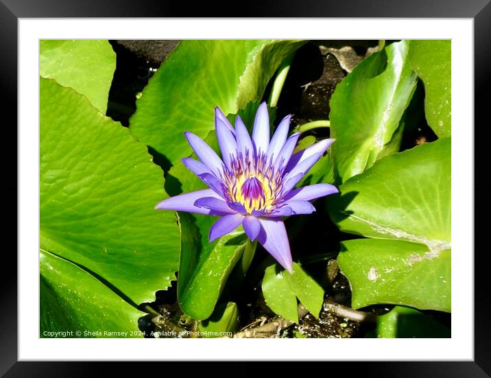 Beautiful Lily  Framed Mounted Print by Sheila Ramsey