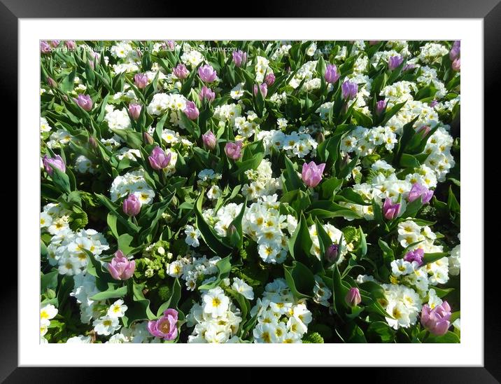 Spring flowers Framed Mounted Print by Sheila Ramsey