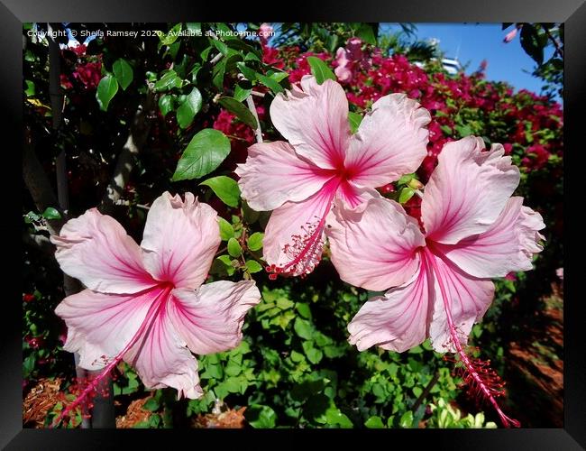 Pink Hibiscus Framed Print by Sheila Ramsey