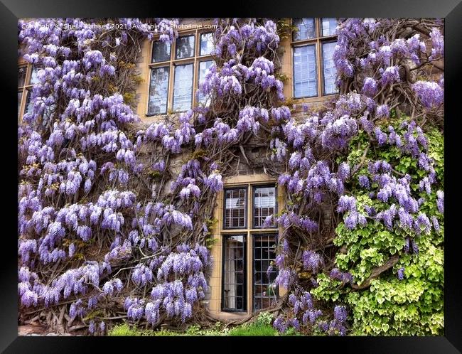 Wisteria Framed Print by Sheila Ramsey