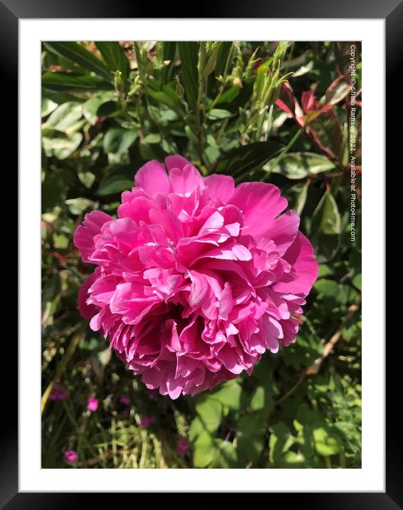 Peony Framed Mounted Print by Sheila Ramsey