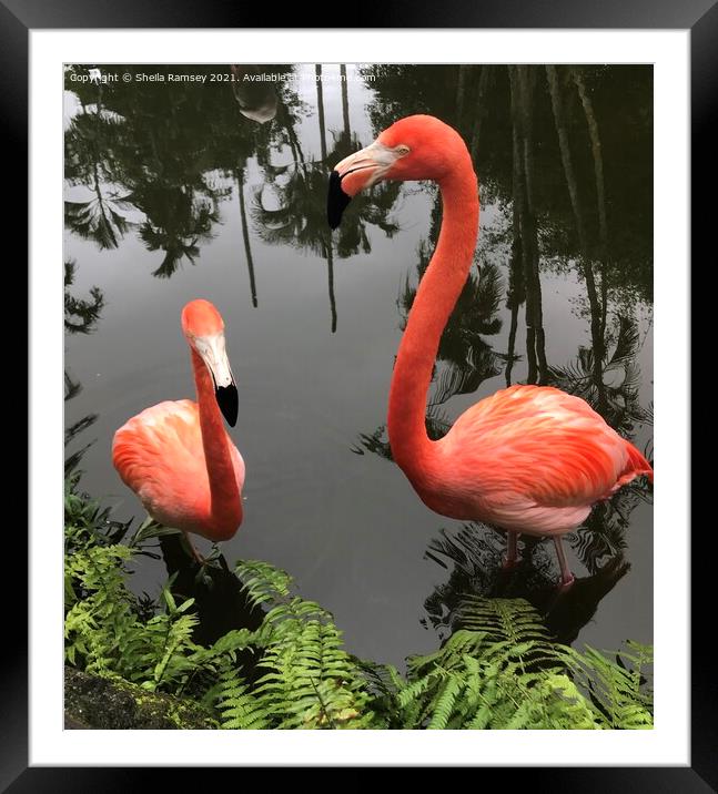 Pretty flamingos Framed Mounted Print by Sheila Ramsey