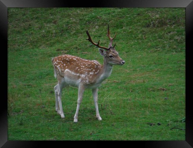 Deer  Framed Print by Susan Harrison