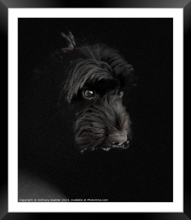 A close up of a black cockapoo dog Framed Mounted Print by Anthony Goehler