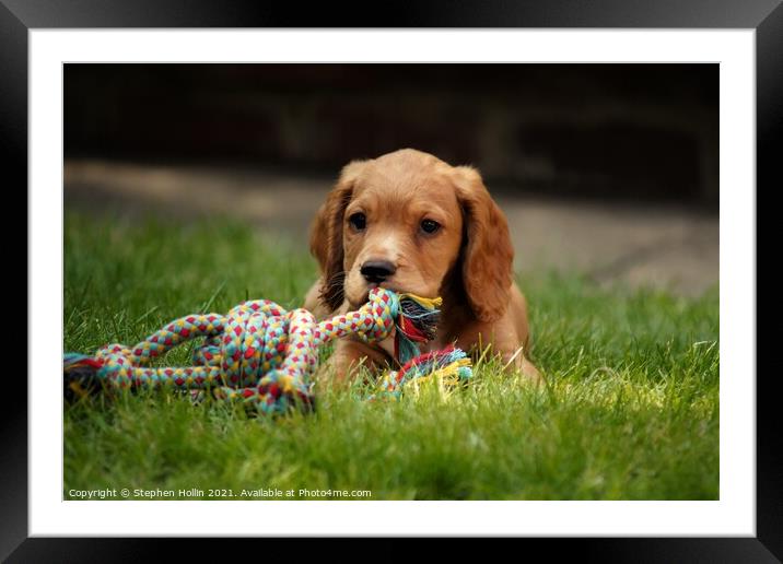 Playful Cocker Spaniel Puppy Framed Mounted Print by Stephen Hollin