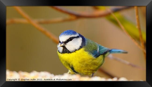 The Majestic Blue Tit Framed Print by Stephen Hollin