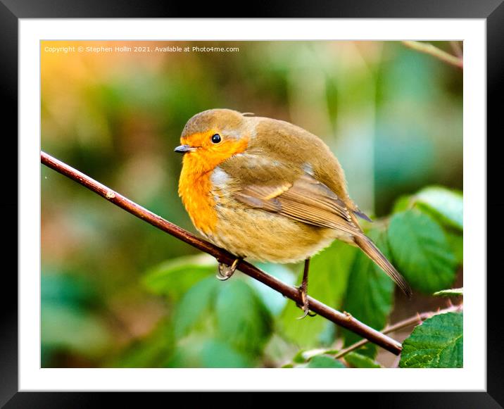 A small Robin on a branch Framed Mounted Print by Stephen Hollin