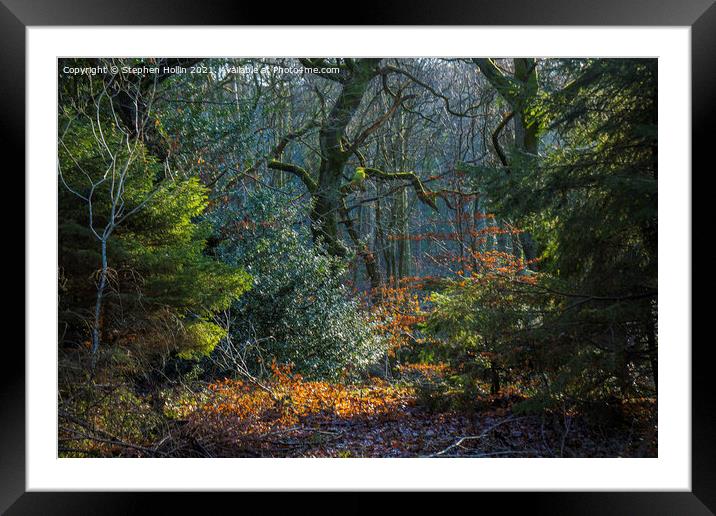Enchanting Autumn Tree Framed Mounted Print by Stephen Hollin