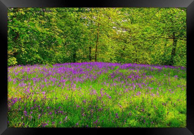 Bluebells Framed Print by Stephen Hollin