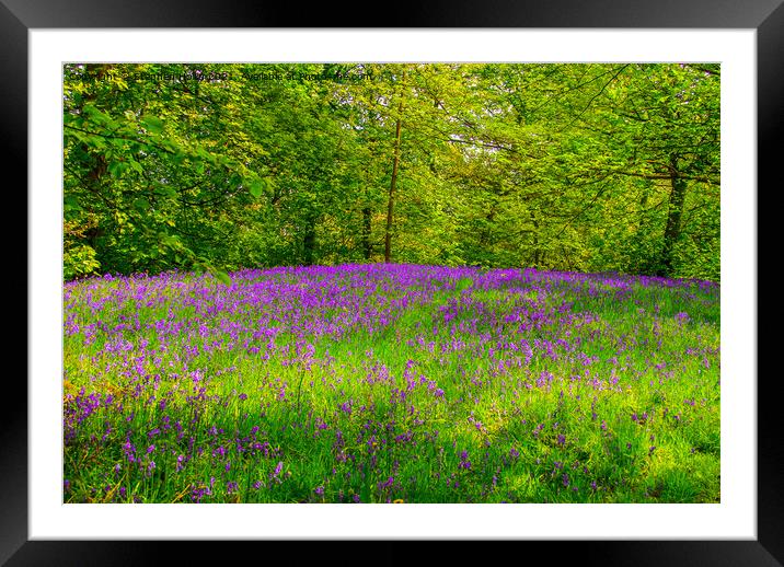 Bluebells Framed Mounted Print by Stephen Hollin