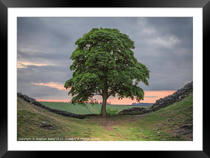 Sycamore Gap Tree Framed Mounted Print by Stephen Bailey