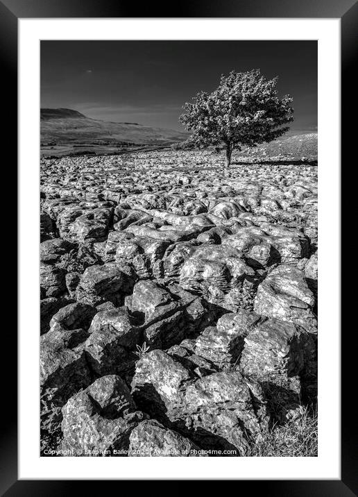 Stepping Stones and Lone Tree Framed Mounted Print by Stephen Bailey