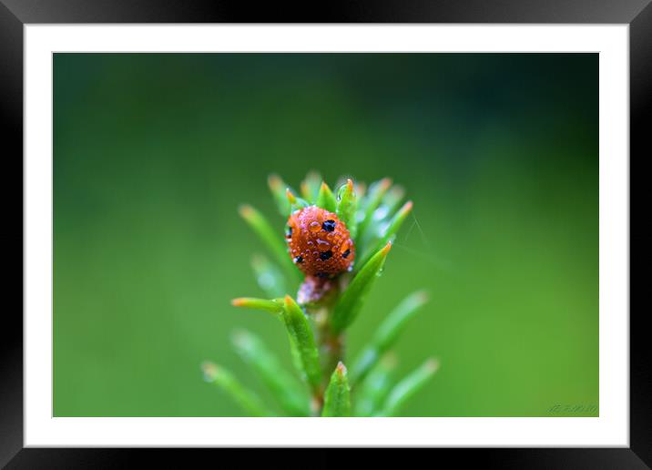Plant flower with ladybug Framed Mounted Print by Adrianna Bielobradek