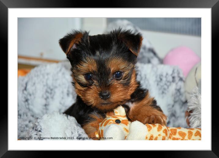 Yorkshire terrier puppy Framed Mounted Print by Adrianna Bielobradek