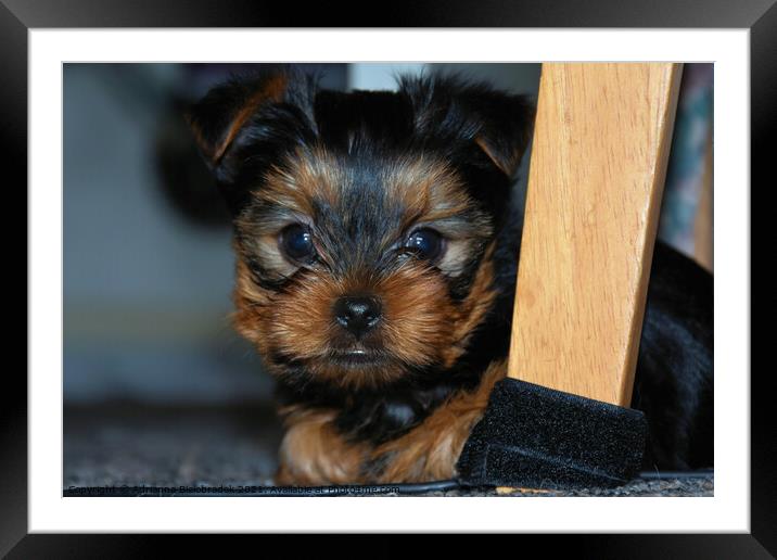 Yorkshire terrier puppy Framed Mounted Print by Adrianna Bielobradek