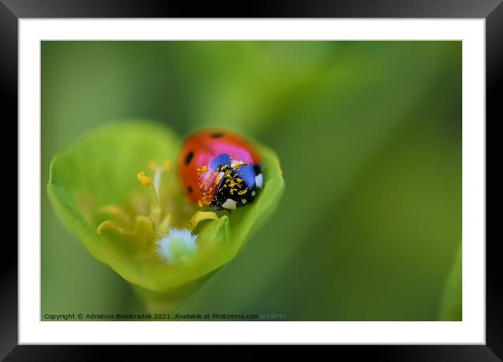Ladybird Framed Mounted Print by Adrianna Bielobradek