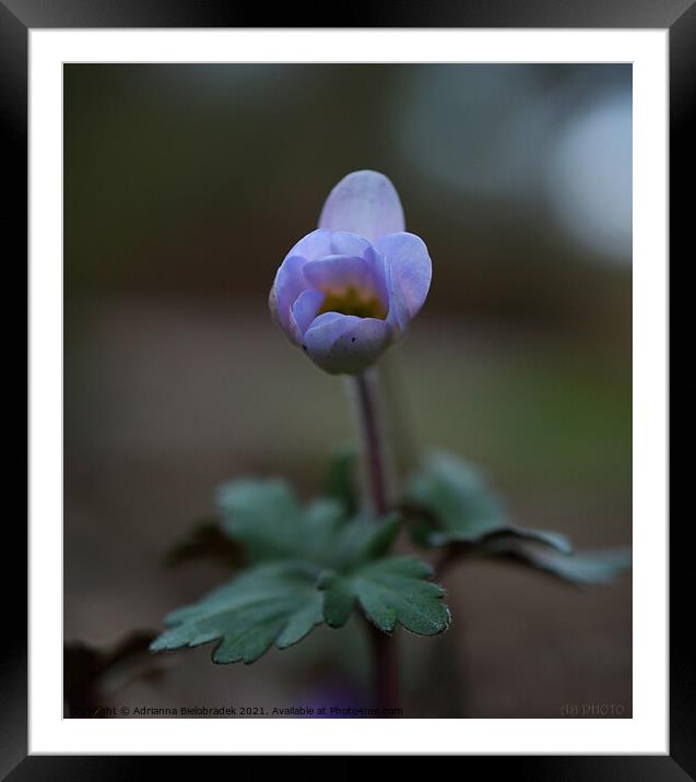 Purple flower Framed Mounted Print by Adrianna Bielobradek