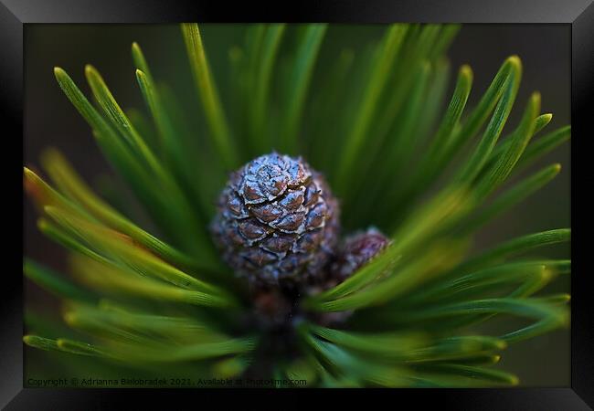 A close up of a plant Framed Print by Adrianna Bielobradek