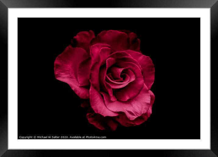 Red Rose Framed Mounted Print by Michael W Salter