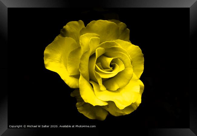 Yellow Rose Framed Print by Michael W Salter