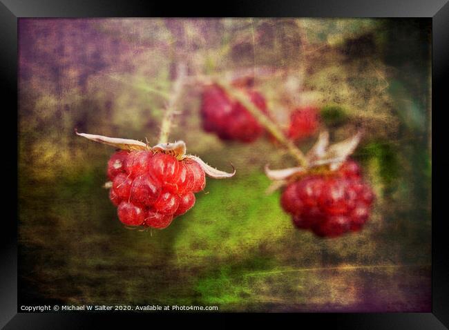 Raspberrys In the wild Framed Print by Michael W Salter