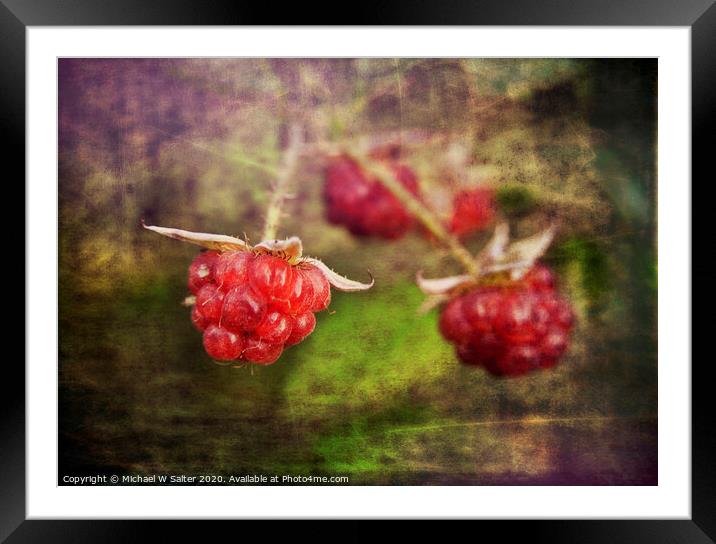 Raspberrys In the wild Framed Mounted Print by Michael W Salter